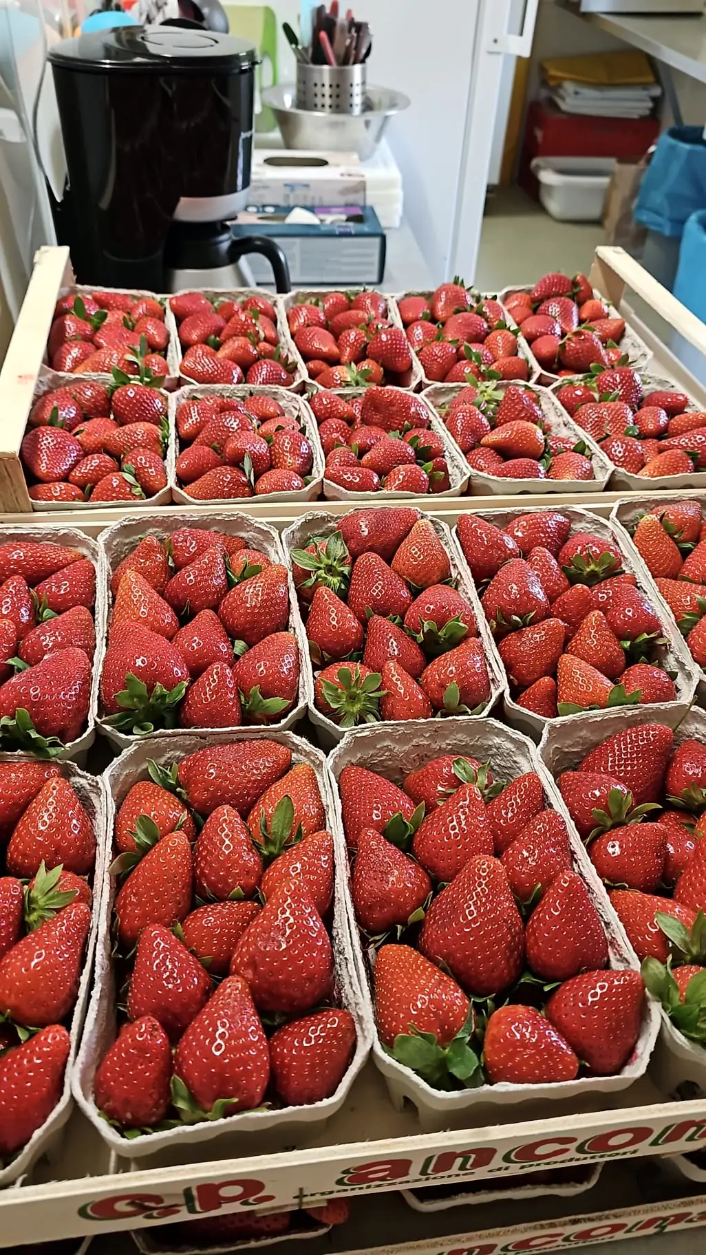 Frische Erdbeeren in Schalen, bevor sie getunkt werden